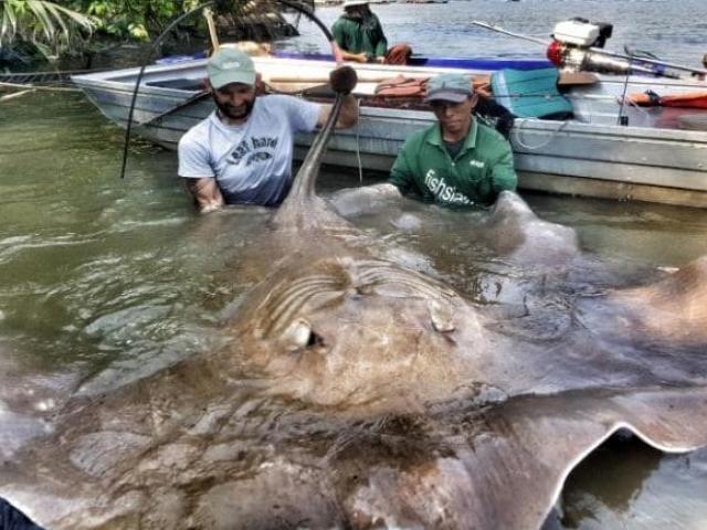 Bắt được cá đuối “quái vật” dài 2m, nặng 240kg ở Thái Lan