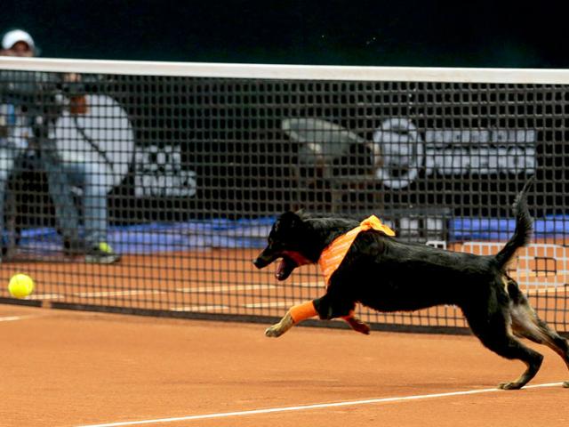 Thể thao - Tennis "dị": Phục vụ siêu sao bằng chó hoang
