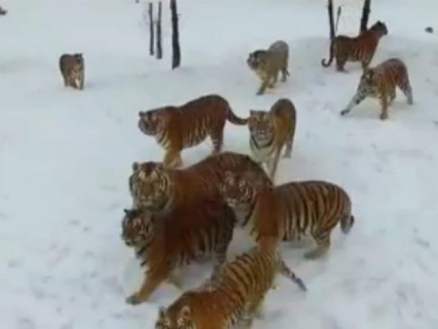 Phi thường - kỳ quặc - "Hổ béo vì ăn Tết" hạ gục flycam trong nháy mắt