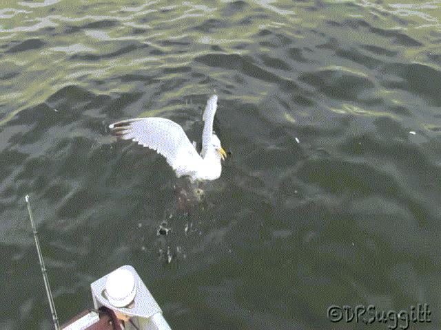 Thế giới - Chồn trèo lên cổ, quyết liệt dìm mòng biển chết đuối