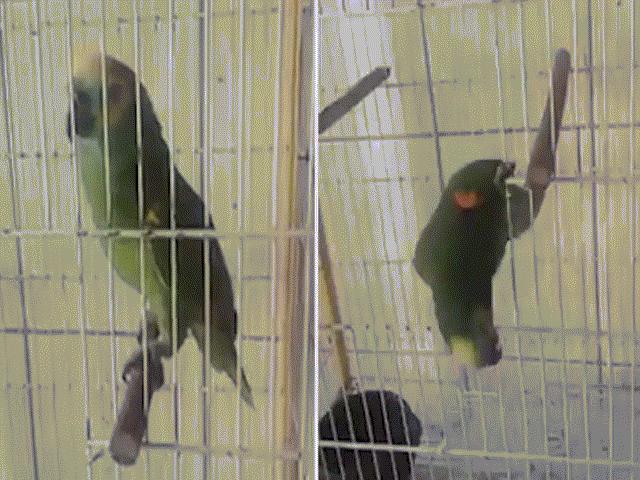 Phi thường - kỳ quặc - Sững sờ với chú vẹt biết hát luyến láy như ca sĩ nổi tiếng