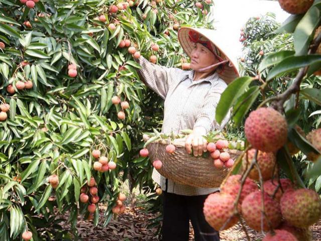 Thị trường - Tiêu dùng - Chọn vú sữa, vải… xuất sang Mỹ là sai lầm?