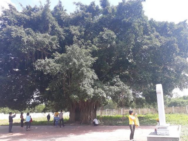 Kỳ bí cây sanh cổ thụ hàng trăm tuổi ôm trọn ngôi miếu thiêng