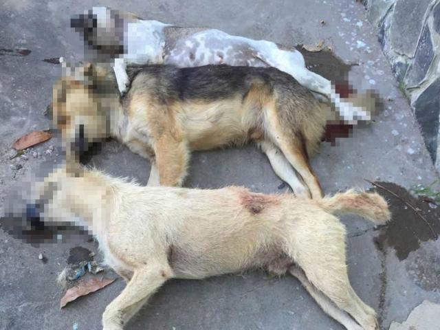 Pháp luật - 4 cẩu tặc vác vũ khí nóng đi "săn" chó