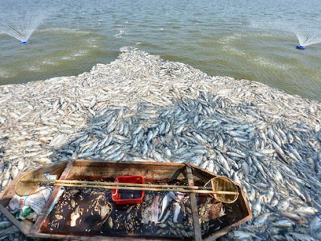 Hà Nội tạm dừng nuôi cá ở hồ Tây