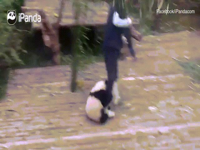 Phi thường - kỳ quặc - Video gấu trúc bám người “dai như đỉa” hút 138 triệu lượt xem