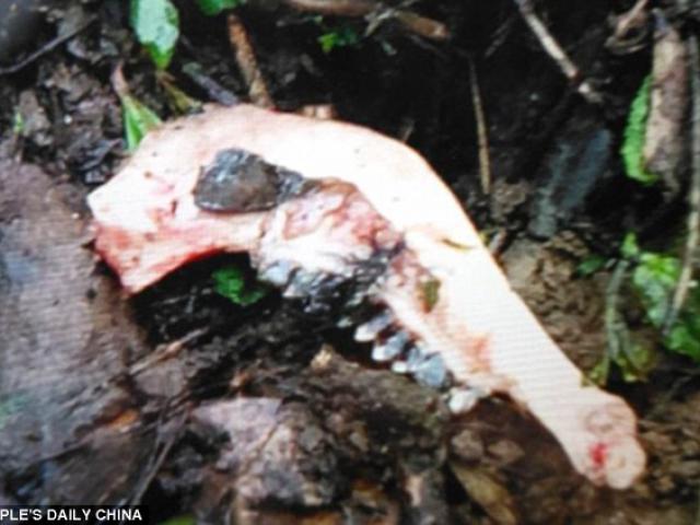 Phi thường - kỳ quặc - Phát hiện “gấu trúc khổng lồ” bắt dê ăn thịt ở Trung Quốc