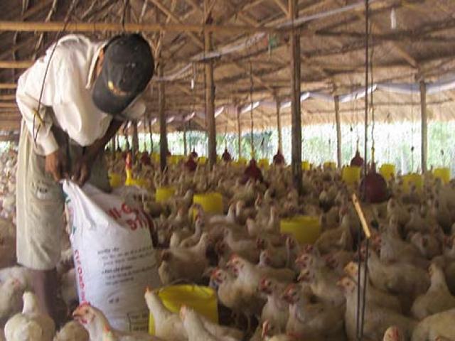 Thị trường - Tiêu dùng - Nuôi gà công nghiệp đang bị lỗ nặng