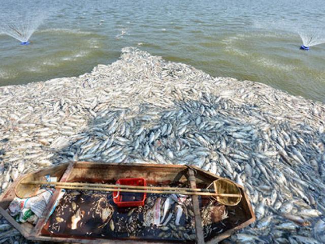 Tin tức trong ngày - Hà Nội tạm dừng nuôi cá ở hồ Tây