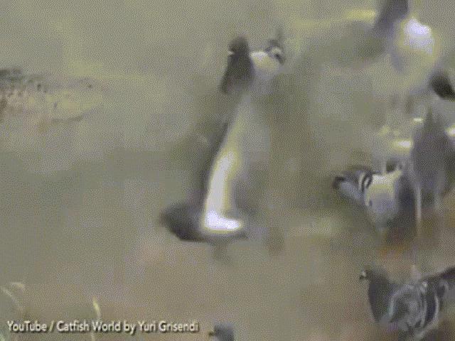 Thế giới - Video: Cá trê sát thủ dài 2,5m ẩn mình nuốt trọn bồ câu