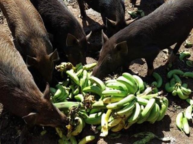 Thị trường - Tiêu dùng - Trồng chuối bán cho… dê, bò, heo