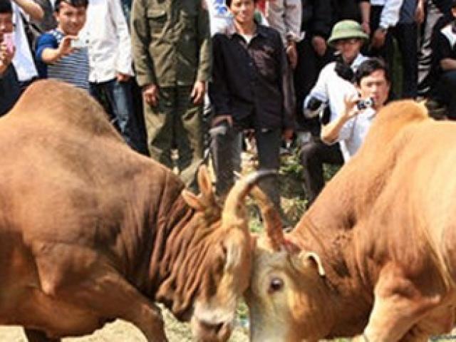 Tin tức trong ngày - Người phụ nữ bị bò đang thi đấu húc tử vong