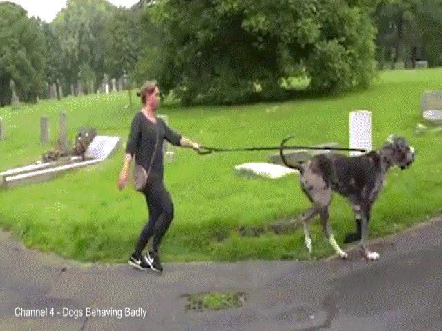 Phi thường - kỳ quặc - Chó khổng lồ kéo người ngã sấp mặt khi đi dạo