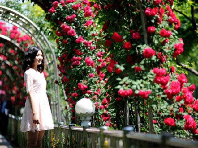 Lễ hội bày hoa hồng giả, Hà Nội yêu cầu báo cáo