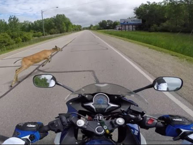 Thế giới xe - Video: Con nai băng qua đường khiến biker không kịp trở tay