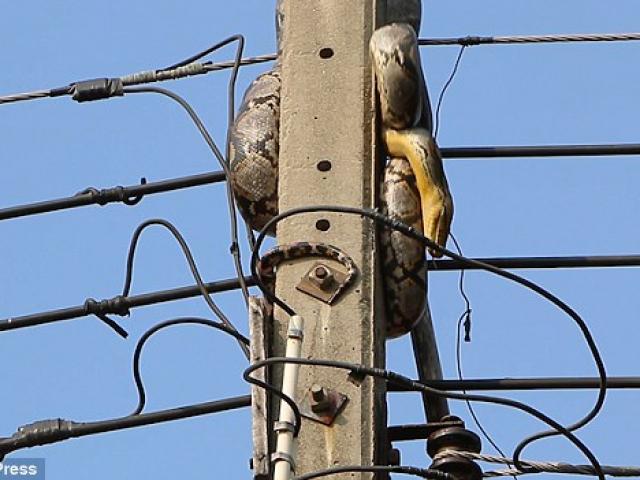 Thế giới - Trăn 3m cố thủ trên cột điện, "đấu" với người suốt 2 giờ