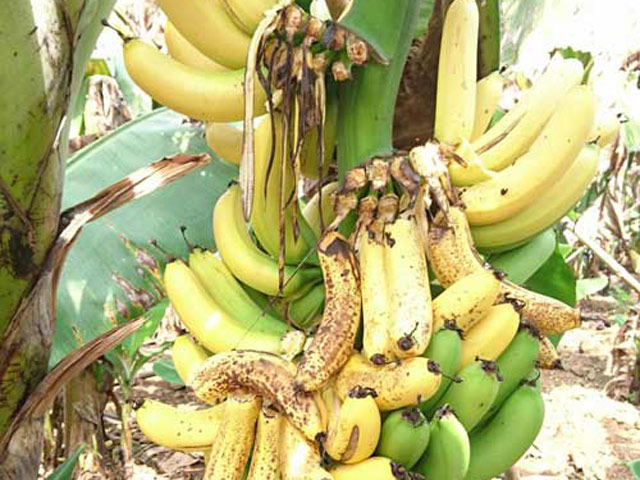 Thị trường - Tiêu dùng - 17.000 tấn chuối sắp chín, ai cứu?