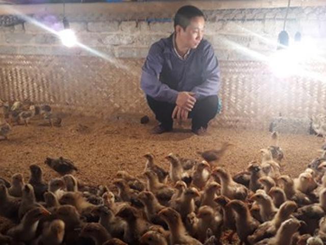 Thị trường - Tiêu dùng - Người nuôi gà điêu đứng vì H7N9: Gà Yên Thế thất thủ