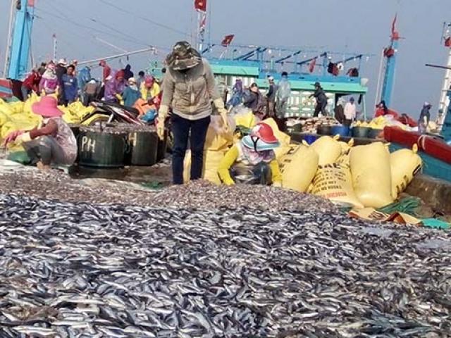 Thị trường - Tiêu dùng - Được mùa cá nục, ngư dân không vui