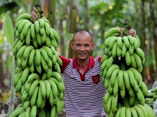 Thị trường - Tiêu dùng - “Vua chuối” đất Bắc hiến kế “giải cứu” chuối