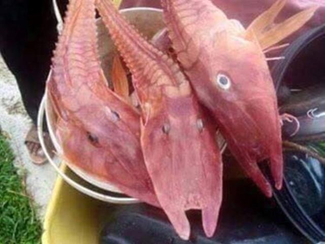 Phi thường - kỳ quặc - Bắt được 3 cá "bọc thép" màu cam kì lạ ở biển Australia