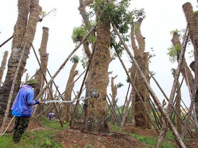 HN: “Cụ cây” Kim Mã đâm chồi, ra tán sau 4 tháng di dời