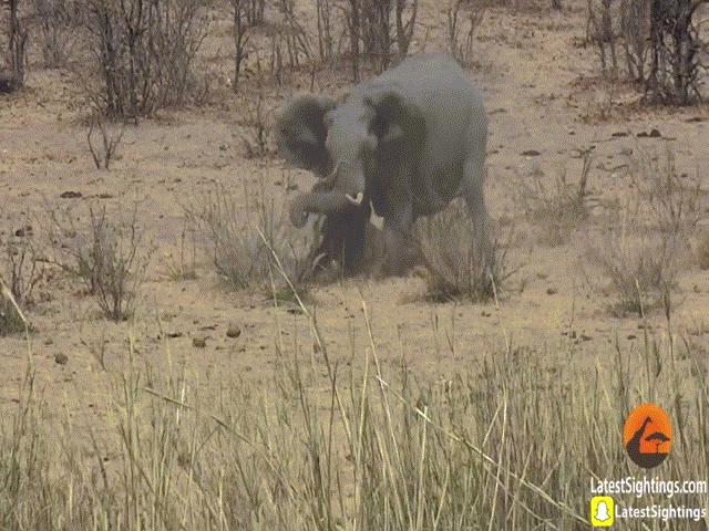 Thế giới - Voi nặng vài tấn điên cuồng húc thủng bụng trâu rừng