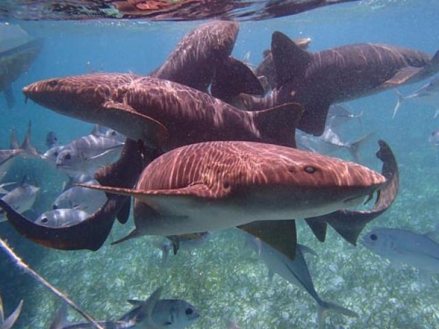 Thế giới - Video: Thợ lặn liều lĩnh rút dao găm trên đầu cá mập