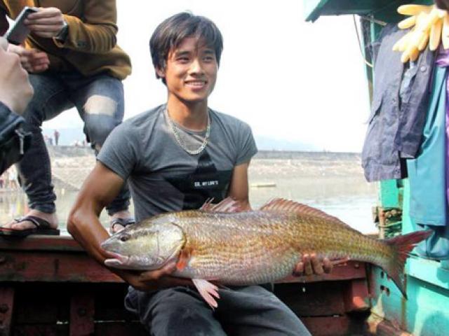 Cá vàng óng ánh ở Nghệ An: Chủ nhân “đứt ruột” bán cá giá bèo