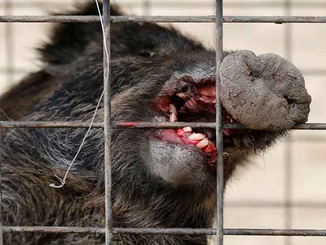 Đàn lợn rừng nhiễm phóng xạ đe dọa người dân Nhật Bản