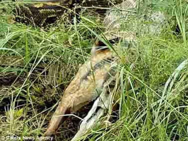 Thế giới - Video: Trăn khổng lồ há mồm, cả một con nai "chui" ra