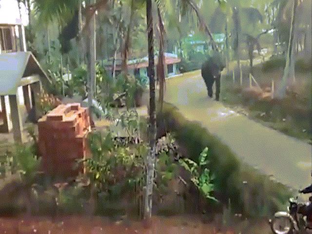 Thế giới - Ấn Độ: Voi điên xông vào tận nhà dân để tấn công