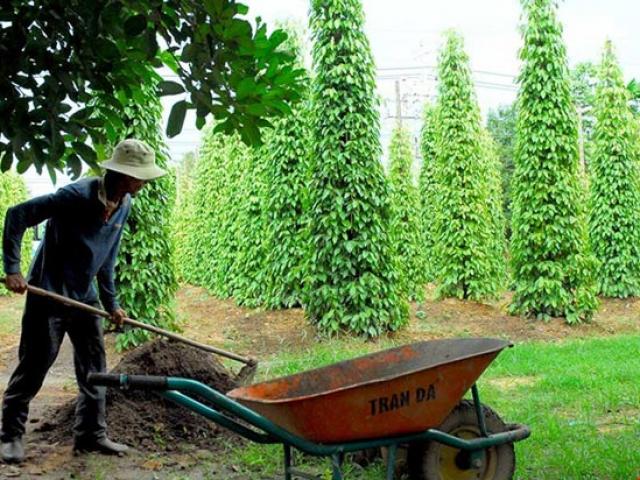 Thị trường - Tiêu dùng - Tiêu Việt sẽ khốn đốn?