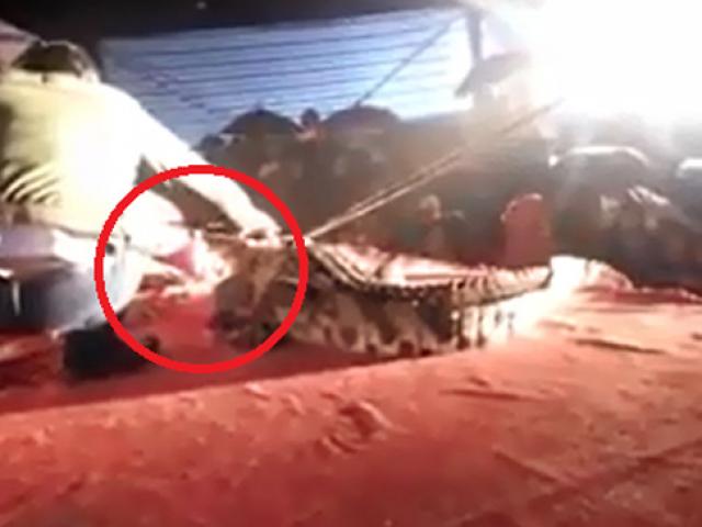 Tin tức trong ngày - "Tiết mục đưa đầu vào miệng cá sấu nằm ngoài chương trình"