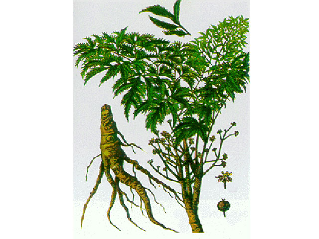 Tin tức sức khỏe - Nếu biết cây thuốc này sớm, tôi đã không bị mất ngủ 7 năm