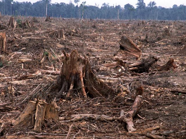 Thế giới - Rừng rậm Amazon đối mặt với "án tử"