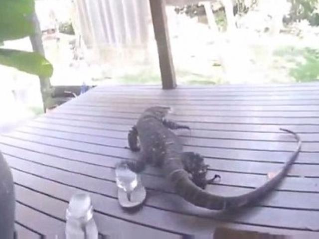 Chạy mất dép khi kỳ đà khổng lồ lao như chớp đòi vào nhà