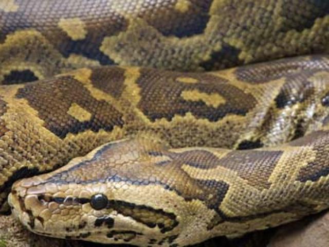 Thế giới - Lần đầu tiên quay cảnh trăn khổng lồ nuốt chửng linh cẩu