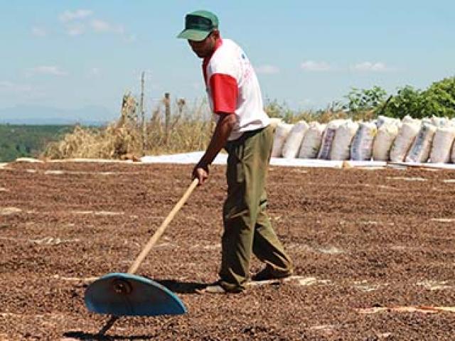 Thị trường - Tiêu dùng - Cà phê Việt Nam sẽ chiếm “ngôi vương” của Brazil?