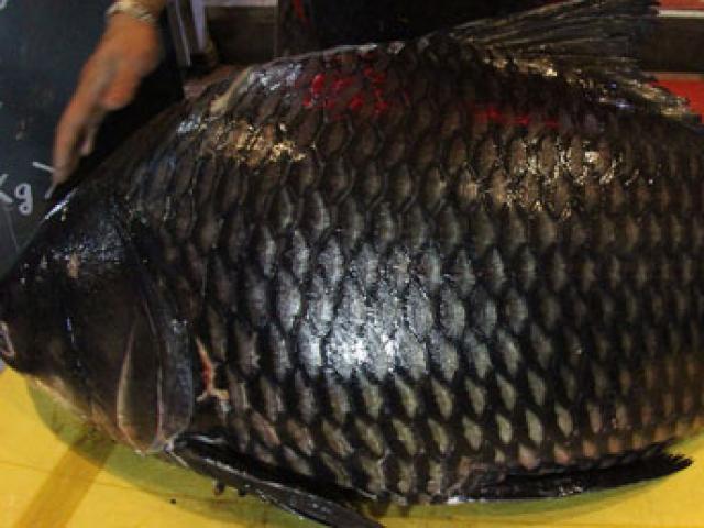 Tin tức trong ngày - "Rước" cá hô 20 năm tuổi từ sông Tiền về Hà Nội