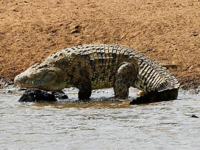 Cầu thủ Mozambique bị cá sấu khổng lồ dài 5m ăn thịt
