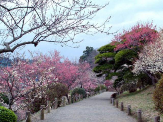 Du lịch - Mê mẩn khu vườn hàng nghìn cây hoa mận bung nở rực rỡ