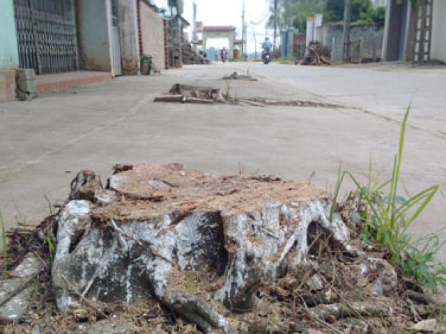 Tin tức trong ngày - Vụ dẹp vỉa hè, chặt luôn cây xanh: Yêu cầu trồng lại toàn bộ