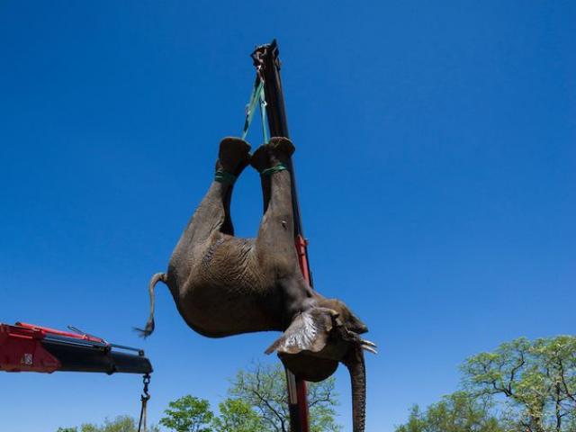 Thế giới - Voi châu Phi chổng ngược, "bay lên trời" về khu bảo tồn