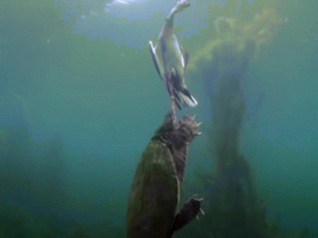 Thế giới - Video: Rùa khổng lồ dìm vịt chết ngạt dưới nước ăn thịt