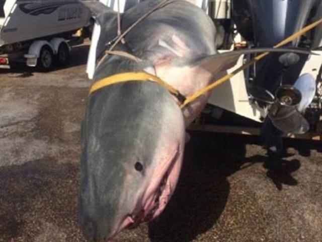Úc: Sa lưới ngư dân, cá mập hổ nặng 4 tạ chết thảm