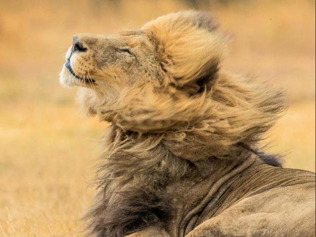 Sư tử đẹp trai “xõa tóc” tung bay trong gió