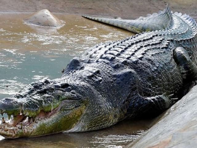 6 cá sấu khét tiếng khổng lồ nhất thế giới