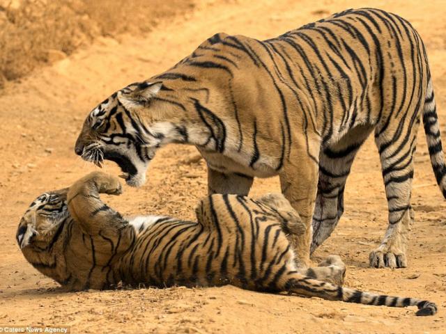 Hổ mẹ Ấn Độ gầm gừ, “mắng” té tát hổ con nghịch bẩn