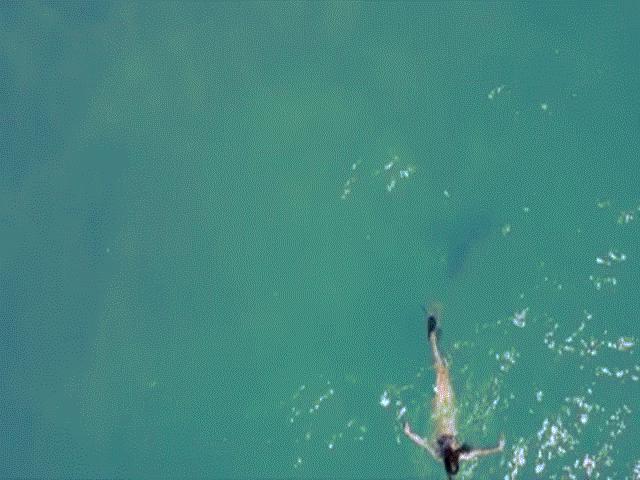 Thế giới - Cá mập bám sát gót cô gái mặc bikini lặn biển ở Mỹ